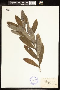 Salix discolor image