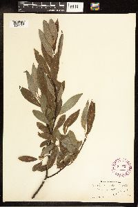 Salix discolor image
