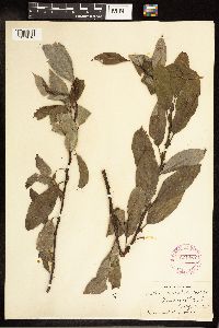 Salix discolor image