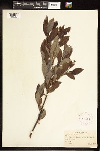 Salix discolor image