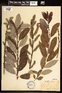 Salix discolor image