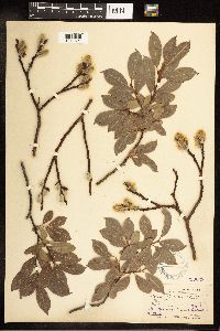 Salix discolor image
