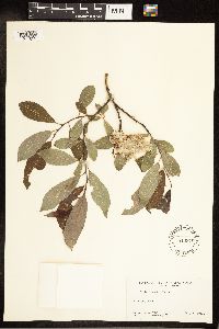 Salix discolor image