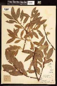 Salix discolor image