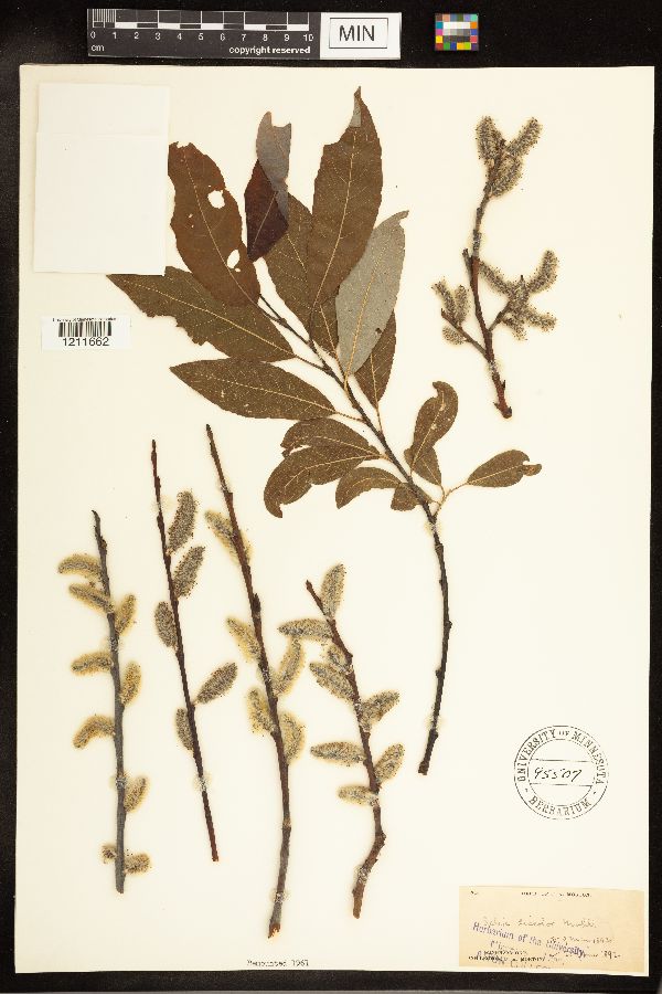 Salix discolor image