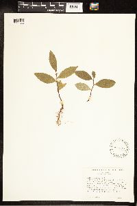 Salix discolor image