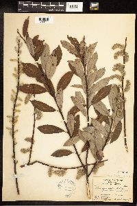 Salix discolor image