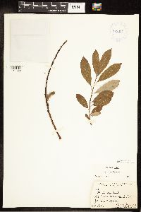 Salix discolor image