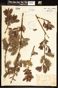 Salix discolor image