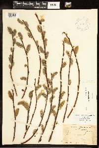 Salix discolor image