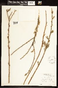 Salix discolor image