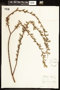 Salix discolor image