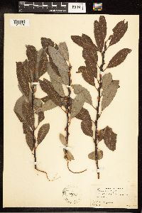 Salix discolor image