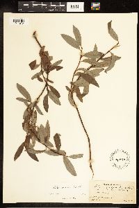 Salix discolor image