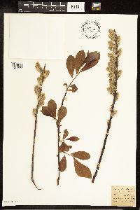 Salix discolor image