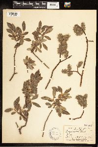Salix discolor image