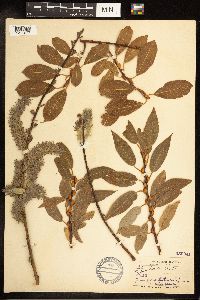 Salix discolor image