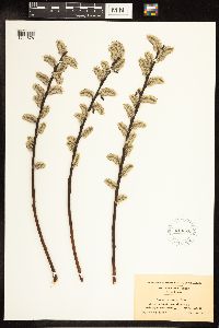 Salix discolor image