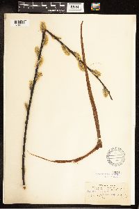 Salix discolor image