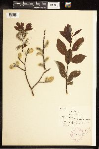 Salix discolor image