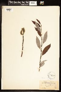 Salix discolor image