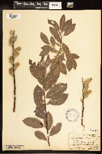 Salix discolor image