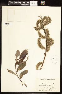 Salix discolor image