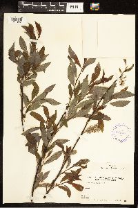 Salix discolor image