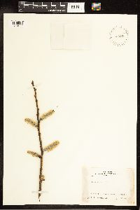 Salix discolor image