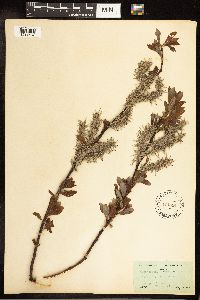 Salix discolor image