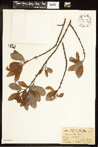 Salix discolor image