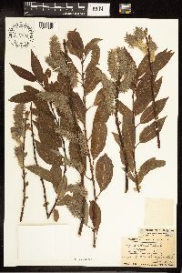 Salix discolor image