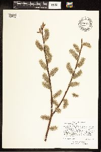 Salix discolor image