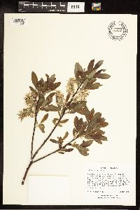Salix discolor image