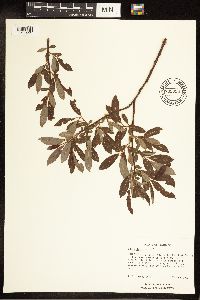 Salix discolor image