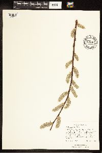Salix discolor image