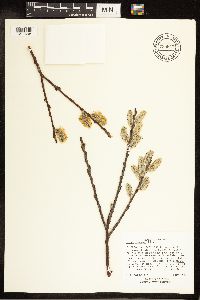 Salix discolor image