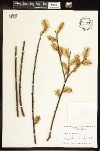 Salix discolor image
