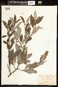 Salix discolor image