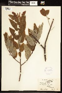 Salix discolor image