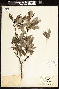 Salix discolor image