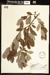 Salix discolor image
