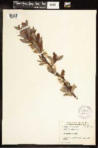 Salix discolor image