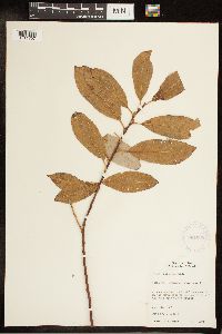 Salix discolor image