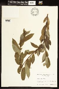 Salix discolor image