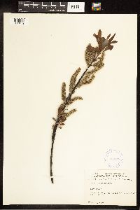 Salix discolor image