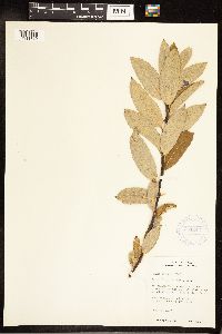 Salix discolor image