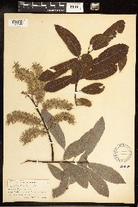 Salix discolor image