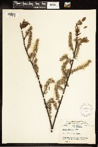 Salix discolor image