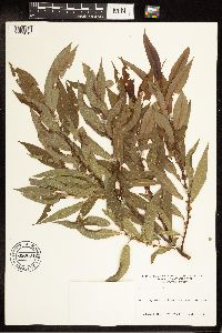 Salix eriocephala image